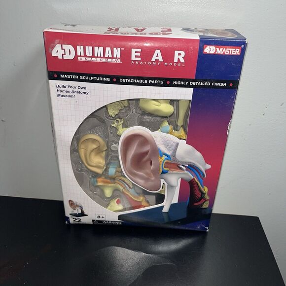 4D Human Ear Model Experiment Learn Science Discover Education Kit Anatomy - Picture 1 of 7